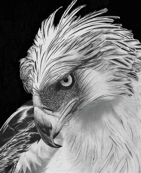 philippine eagle drawing|“Merging Art with Science: Drawing the Philippine .